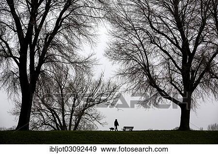 "Woman walking a dog, dreary winter weather, fog, bare trees, bei Stockum, D? ƒsseldorf, North Rhine-Westphalia, Germany, Europe" View Large Photo Image Stock Photo - "Woman walking a dog, dreary winter weather, fog, bare trees, bei Stockum, D? ƒsseldorf, North Rhine-Westphalia, Germany, Europe". Fotosearch