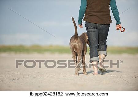 Woman walking along a beach with a Weimaraner View Large Photo Image Stock Image - Woman walking along a beach with a Weimaraner. Fotosearch