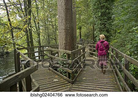 "Woman walking along a boardwalk, Betws-y-Coed, Wales, United Kingdom, Europe" View Large Photo Image Stock Photograph - "Woman walking along a boardwalk, Betws-y-Coed, Wales, United Kingdom, Europe". Fotosearch