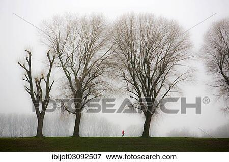 Stock Photo - "Woman walking, dreary winter weather, fog, bare trees, bei Stockum, D? ƒsseldorf, North Rhine-Westphalia, Germany, Europe". Fotosearch