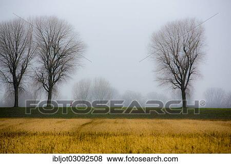 "Woman walking, dreary winter weather, fog, bare trees, bei Stockum, D? ƒsseldorf, North Rhine-Westphalia, Germany, Europe" View Large Photo Image Stock Photo - "Woman walking, dreary winter weather, fog, bare trees, bei Stockum, D? ƒsseldorf, North Rhine-Westphalia, Germany, Europe". Fotosearch