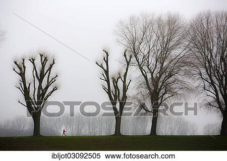 "Woman walking, dreary winter weather, fog, bare trees, bei Stockum, D? ƒsseldorf, North Rhine-Westphalia, Germany, Europe" View Large Photo Image Stock Photography - "Woman walking, dreary winter weather, fog, bare trees, bei Stockum, D? ƒsseldorf, North Rhine-Westphalia, Germany, Europe". Fotosearch
