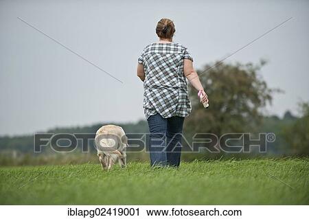 Woman walking with a Golden Retriever across a field, rear view View Large Photo Image Stock Image - Woman walking with a Golden Retriever across a field, rear view. Fotosearch