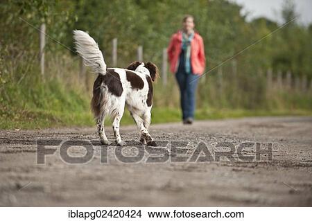 Picture - Woman walking with a Small Munsterlander. Fotosearch