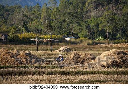 "Woman wearing a hat while working in a harvested rice paddy, Northern Thailand, Thailand, Asia" View Large Photo Image Stock Image - "Woman wearing a hat while working in a harvested rice paddy, Northern Thailand, Thailand, Asia". Fotosearch
