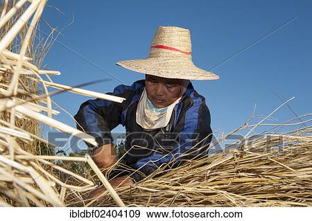 "Woman wearing a hat while working in a harvested rice paddy, Northern Thailand, Thailand, Asia" View Large Photo Image Stock Photo - "Woman wearing a hat while working in a harvested rice paddy, Northern Thailand, Thailand, Asia". Fotosearch