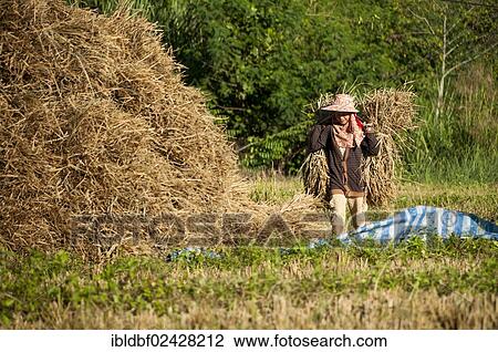 "Woman wearing a straw hat, field work, harvested rice paddy, Soppong or Pang Mapha area, Northern Thailand, Thailand, Asia" View Large Photo Image Stock Image - "Woman wearing a straw hat, field work, harvested rice paddy, Soppong or Pang Mapha area, Northern Thailand, Thailand, Asia". Fotosearch