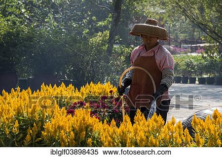 Stock Photography - "Woman wearing a straw hat, watering flowers, Po Lin Monastery, Lantau Island, Hong Kong, China, Asia". Fotosearch
