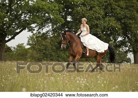 Woman wearing a wedding dress galloping across a meadow on a Hanoverian horse View Large Photo Image Picture - Woman wearing a wedding dress galloping across a meadow on a Hanoverian horse. Fotosearch