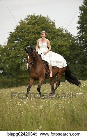 Woman wearing a wedding dress galloping across a meadow on a Hanoverian horse View Large Photo Image Stock Photography - Woman wearing a wedding dress galloping across a meadow on a Hanoverian horse. Fotosearch