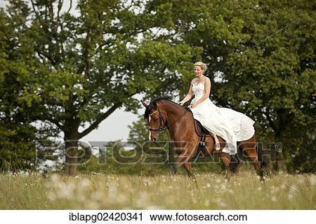 Woman wearing a wedding dress trotting across a meadow on a Hanoverian horse View Large Photo Image Stock Image - Woman wearing a wedding dress trotting across a meadow on a Hanoverian horse. Fotosearch
