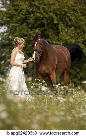 Woman wearing a wedding dress with a Hanoverian horse in a meadow View Large Photo Image Stock Image - Woman wearing a wedding dress with a Hanoverian horse in a meadow. Fotosearch