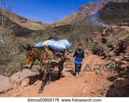 "Woman with a burro or pack mule carrying a heavy load on a path in the Atlas Mountains, mud-brick village of Anammer, Ourika Valley, Marrakech-Tensift-Al Haouz, Morocco, Africa" View Large Photo Image Stock Photo - "Woman with a burro or pack mule carrying a heavy load on a path in the Atlas Mountains, mud-brick village of Anammer, Ourika Valley, Marrakech-Tensift-Al Haouz, Morocco, Africa". Fotosearch