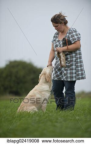 Woman with a Golden Retriever during tracking training View Large Photo Image Stock Photo - Woman with a Golden Retriever during tracking training. Fotosearch