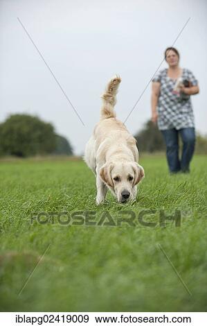 Woman with a Golden Retriever during tracking training View Large Photo Image Stock Photo - Woman with a Golden Retriever during tracking training. Fotosearch