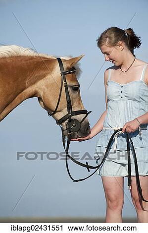 "Woman with a Haflinger horse, St. Peter-Ording, Schleswig-Holstein, Germany, Europe" View Large Photo Image Stock Image - "Woman with a Haflinger horse, St. Peter-Ording, Schleswig-Holstein, Germany, Europe". Fotosearch