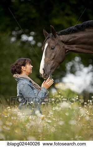 Woman with a Hanoverian horse in a meadow View Large Photo Image Stock Photograph - Woman with a Hanoverian horse in a meadow. Fotosearch