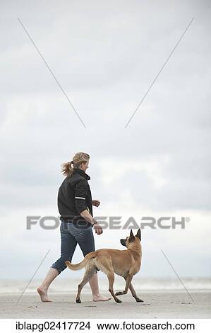 Woman with a Hollandse Herdershond, Dutch Shepherd, running along a beach, Sankt Peter-Ording, Schleswig-Holstein, Germany, Europe View Large Photo Image Picture - Woman with a Hollandse Herdershond, Dutch Shepherd, running along a beach, Sankt Peter-Ording, Schleswig-Holstein, Germany, Europe. Fotosearch