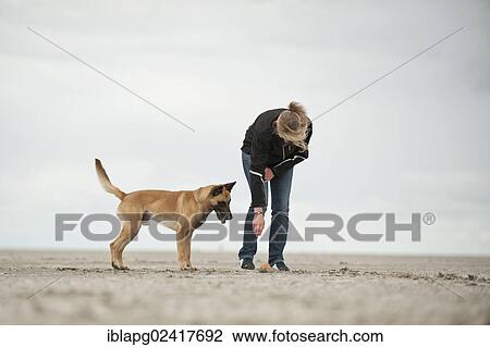 Woman with a Hollandse Herdershond, Dutch Shepherd on the beach, Sankt Peter-Ording, Schleswig-Holstein, Germany, Europe View Large Photo Image Stock Image - Woman with a Hollandse Herdershond, Dutch Shepherd on the beach, Sankt Peter-Ording, Schleswig-Holstein, Germany, Europe. Fotosearch