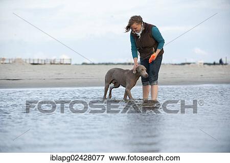 "Woman with a Weimaraner on the beach, St. Peter-Ording, Schleswig-Holstein, Germany, Europe" View Large Photo Image Stock Photo - "Woman with a Weimaraner on the beach, St. Peter-Ording, Schleswig-Holstein, Germany, Europe". Fotosearch