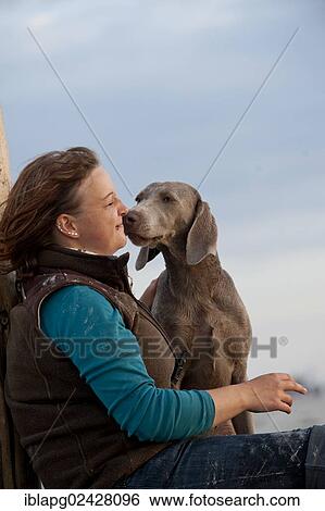 Woman with a Weimaraner on the beach View Large Photo Image Stock Photograph - Woman with a Weimaraner on the beach. Fotosearch