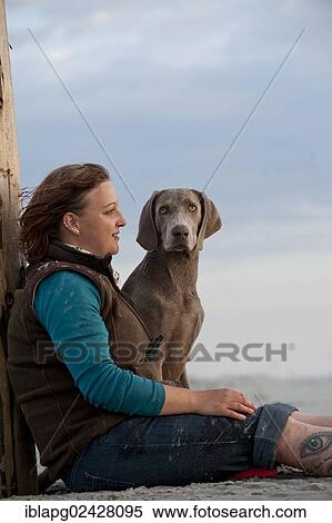 "Woman with a Weimaraner on the beach, St. Peter-Ording, Schleswig-Holstein, Germany, Europe" View Large Photo Image Stock Photography - "Woman with a Weimaraner on the beach, St. Peter-Ording, Schleswig-Holstein, Germany, Europe". Fotosearch
