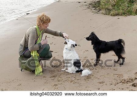 Woman with a white and a black mixed-breed dog on a beach View Large Photo Image Stock Image - Woman with a white and a black mixed-breed dog on a beach. Fotosearch