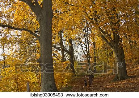 "Woman with dog strolling in autumnal woods, Luneburg, Lower Saxony, Germany, Europe" View Large Photo Image Stock Image - "Woman with dog strolling in autumnal woods, Luneburg, Lower Saxony, Germany, Europe". Fotosearch