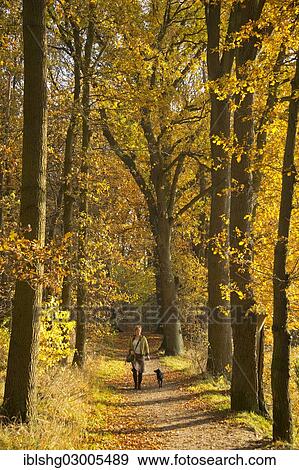 Stock Photo - "Woman with dog strolling in autumnal woods, Luneburg, Lower Saxony, Germany, Europe". Fotosearch
