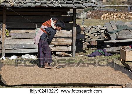 Woman with small child on her back working on crop, Phobjikha Valley, Bhutan, Asia View Large Photo Image Stock Photo - Woman with small child on her back working on crop, Phobjikha Valley, Bhutan, Asia. Fotosearch
