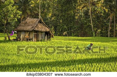"Woman working in the rice fields, Ubud region, Bali, Indonesia, Asia" View Large Photo Image Stock Photo - "Woman working in the rice fields, Ubud region, Bali, Indonesia, Asia". Fotosearch