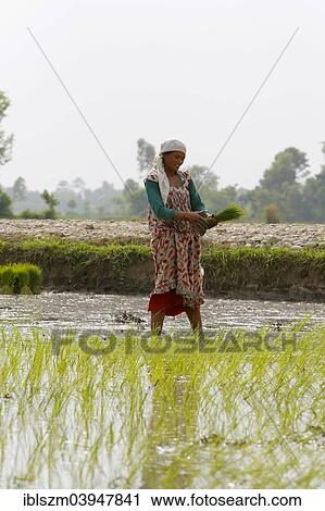 "Woman working on a rice paddy at the beginning of the monsoon season, Tikapur, Terai, Nepal, Asia" View Large Photo Image Stock Image - "Woman working on a rice paddy at the beginning of the monsoon season, Tikapur, Terai, Nepal, Asia". Fotosearch