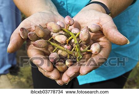 "Woman's hands holding freshly harvested pistachios, Yazd Province, Persia, Iran, Asia" View Large Photo Image Picture - "Woman's hands holding freshly harvested pistachios, Yazd Province, Persia, Iran, Asia". Fotosearch