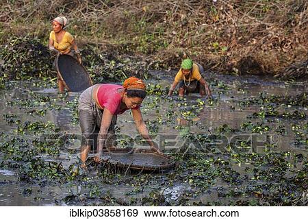 "Women from the Mishing tribe fishing in a fish pond, Majuli, Assam, India, Asia" View Large Photo Image Stock Photo - "Women from the Mishing tribe fishing in a fish pond, Majuli, Assam, India, Asia". Fotosearch