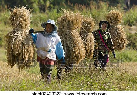 "Women from the Shan or Thai Yai ethnic minority carrying straw or hay, field work, harvested rice paddy, Soppong or Pang Mapha area, Northern Thailand, Thailand, Asia" View Large Photo Image Stock Image - "Women from the Shan or Thai Yai ethnic minority carrying straw or hay, field work, harvested rice paddy, Soppong or Pang Mapha area, Northern Thailand, Thailand, Asia". Fotosearch