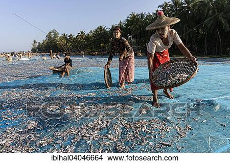 "Women laying out fish to dry, Ngapali, Myanmar, Asia" View Large Photo Image Picture - "Women laying out fish to dry, Ngapali, Myanmar, Asia". Fotosearch