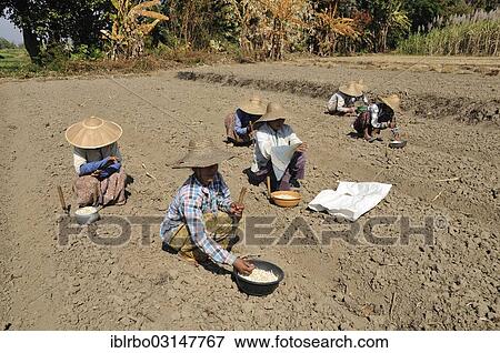 "Women planting garlic, Thale U, Inle-See, Shan State, Myanmar, Burma, Asia" View Large Photo Image Stock Photo - "Women planting garlic, Thale U, Inle-See, Shan State, Myanmar, Burma, Asia". Fotosearch