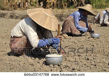 "Women planting garlic, Thale U, Inle-See, Shan State, Myanmar, Burma, Asia" View Large Photo Image Stock Photo - "Women planting garlic, Thale U, Inle-See, Shan State, Myanmar, Burma, Asia". Fotosearch