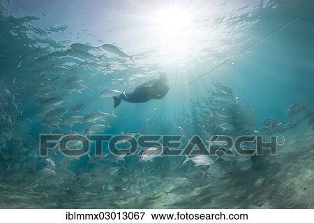 Stock Photo - "Women snorkling dressed as a mermaid in a school of Bigeye Trevally (Caranx sexfasciatus) in a lagoon, Philippines, Asia". Fotosearch