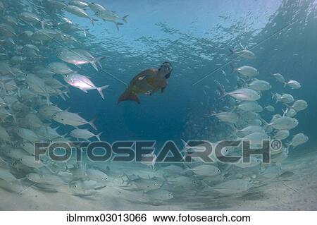 "Women snorkling dressed as a mermaid in a school of Bigeye Trevally (Caranx sexfasciatus) in a lagoon, Philippines, Asia" View Large Photo Image Stock Photograph - "Women snorkling dressed as a mermaid in a school of Bigeye Trevally (Caranx sexfasciatus) in a lagoon, Philippines, Asia". Fotosearch