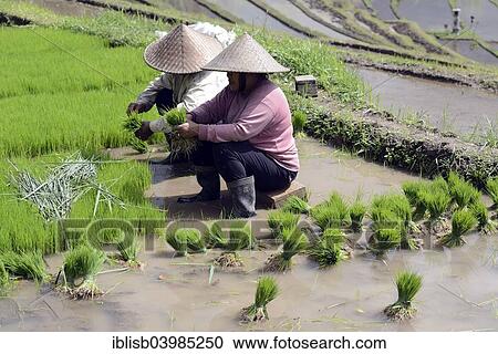 "Women sort rice seedlings on the rice terraces of Jatiluwih, Bali, Indonesia, Asia" View Large Photo Image Stock Image - "Women sort rice seedlings on the rice terraces of Jatiluwih, Bali, Indonesia, Asia". Fotosearch