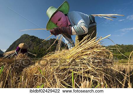 "Women wearing masks from the Shan or Thai Yai ethnic minority making straw bundles, field work, harvested rice paddy, Soppong or Pang Mapha area, Northern Thailand, Thailand, Asia" View Large Photo Image Stock Image - "Women wearing masks from the Shan or Thai Yai ethnic minority making straw bundles, field work, harvested rice paddy, Soppong or Pang Mapha area, Northern Thailand, Thailand, Asia". Fotosearch