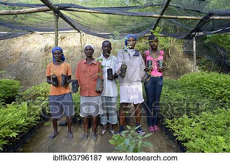 "Women with seedlings in a nursery, reforestation, Village Morin, Leogane, Haiti, North America" View Large Photo Image Stock Photo - "Women with seedlings in a nursery, reforestation, Village Morin, Leogane, Haiti, North America". Fotosearch