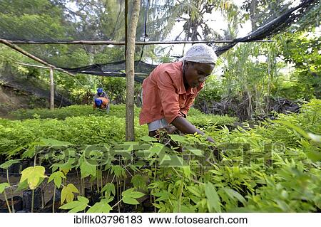 "Women working in a nursery, reforestation, Village Morin, Leogane, Haiti, North America" View Large Photo Image Stock Image - "Women working in a nursery, reforestation, Village Morin, Leogane, Haiti, North America". Fotosearch
