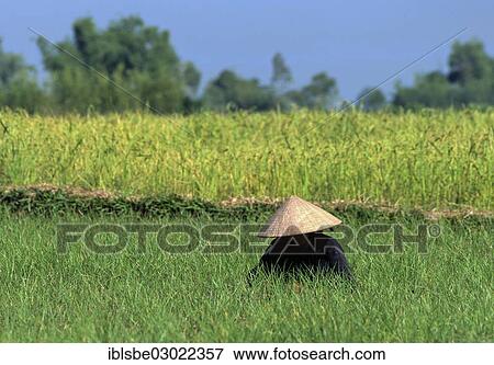 "Women working in a rice field, paddy, Zentralvietnam, Vietnam, Asia" View Large Photo Image Stock Photo - "Women working in a rice field, paddy, Zentralvietnam, Vietnam, Asia". Fotosearch