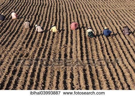 "Women working on a field near Mandalay, Myanmar, Asia" View Large Photo Image Stock Photo - "Women working on a field near Mandalay, Myanmar, Asia". Fotosearch
