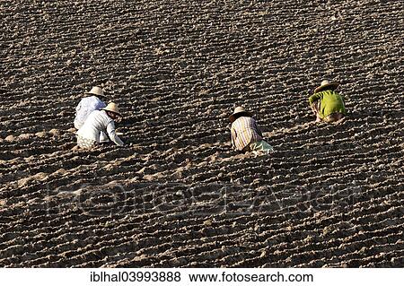 "Women working on a field near Mandalay, Myanmar, Asia" View Large Photo Image Stock Photo - "Women working on a field near Mandalay, Myanmar, Asia". Fotosearch