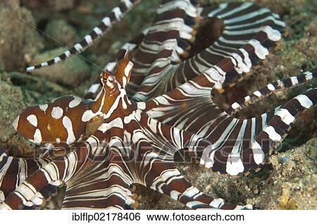 "Wonderpus Octopus (Wunderpus photogenicus), adult, Ambon Island, Maluku Islands, Banda Sea, Indonesia, Southeast Asia, Asia" View Large Photo Image Stock Photograph - "Wonderpus Octopus (Wunderpus photogenicus), adult, Ambon Island, Maluku Islands, Banda Sea, Indonesia, Southeast Asia, Asia". Fotosearch