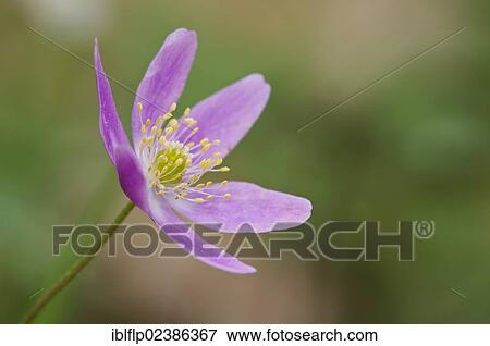 "Wood Anemone (Anemone nemorosa), pink form, close-up of flower, Stodmarsh, Kent, England, United Kingdom, Europe" View Large Photo Image Stock Photo - "Wood Anemone (Anemone nemorosa), pink form, close-up of flower, Stodmarsh, Kent, England, United Kingdom, Europe". Fotosearch