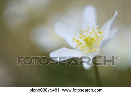 "Wood Anemone (Anemone nemorosa), Emsland, Lower Saxony, Germany, Europe" View Large Photo Image Stock Image - "Wood Anemone (Anemone nemorosa), Emsland, Lower Saxony, Germany, Europe". Fotosearch